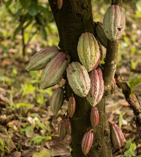 cacao, fruits, food-6554298.jpg