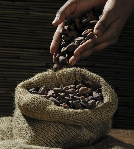 cocoa beans, hands, sack-499970.jpg