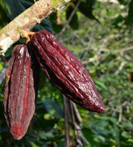 cocoa, cacao, plant-4006117.jpg